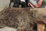 کشتن خرس قهوه ای در طالقان,اخبار اجتماعی,خبرهای اجتماعی,محیط زیست