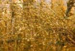 روغن گیاهی کاملینا,اخبار پزشکی,خبرهای پزشکی,تازه های پزشکی