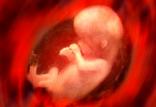 جنین,اخبار پزشکی,خبرهای پزشکی,تازه های پزشکی