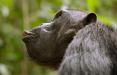 شامپانزه,اخبار علمی,خبرهای علمی,طبیعت و محیط زیست