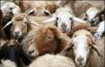 صادرات گوسفند,اخبار اقتصادی,خبرهای اقتصادی,کشت و دام و صنعت
