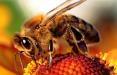 زنبورهای عسل,اخبار علمی,خبرهای علمی,طبیعت و محیط زیست