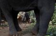 عکس استفاده از فیل برای تخریب خانه های غیرمجاز,تصاویر استفاده از فیل برای تخریب خانه های غیرمجاز,عکس فیل