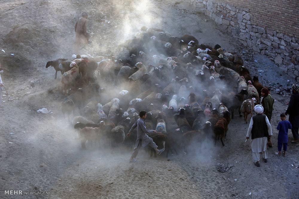 عکس سال خاورمیانه,تصاویرسال خاورمیانه,عکس های سال خاورمیانه از نگاه AP