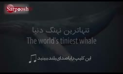 آواز تنهاترین نهنگ دنیا + فیلم