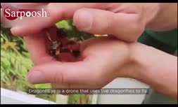 کنترل مغز حشرات به دست انسان + فیلم 