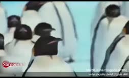 کشف بقایایی از پنگوئن‌های غول‌آسا + فیلم 