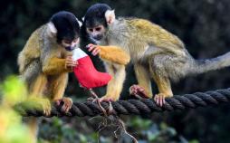 تصاویر هدیه کریسمس به حیوانات,عکسهای جشن کریسمس در باغ وحش,عکس های هدایای کریسمس به حیوانات