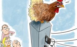 کاریکاتور گرانی تخم مرغ,کاریکاتور,عکس کاریکاتور,کاریکاتور اجتماعی