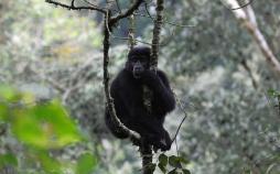 تصاویرگوریل های کوهی جمهوری کنگو‎,تصاویرگوریل های کوهی,تصاویرگوریل های کوهی در پارک ملی ویرونگا,