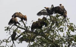 تصاویر کرکس ها در نپال,تصاویر تغذیه کرکس ها از لاشه حیوانات ,عکس کرکس ها,