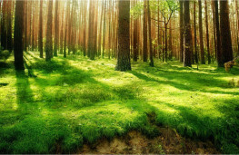 جنگل خالی,اخبار علمی,خبرهای علمی,طبیعت و محیط زیست