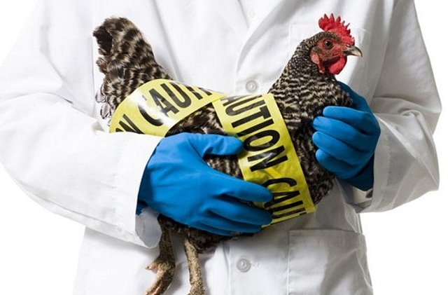 آنفلوآنزای پرندگان,اخبار پزشکی,خبرهای پزشکی,بهداشت