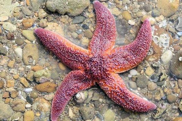 مرگ ستاره های دریایی,اخبار علمی,خبرهای علمی,طبیعت و محیط زیست