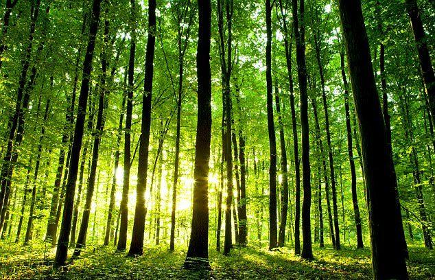 جنگل,اخبار علمی,خبرهای علمی,طبیعت و محیط زیست