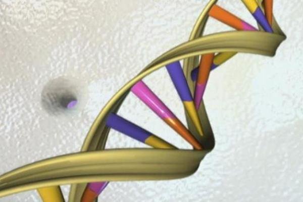 دی ان ای دی ان ای,اخبار پزشکی,خبرهای پزشکی,تازه های پزشکی