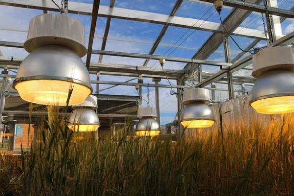 ۸ بار پرورش گندم در سال به کمک لامپ‌های LED,اخبار علمی,خبرهای علمی,طبیعت و محیط زیست