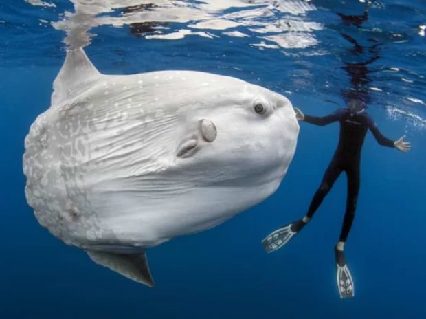 عجیب‌ترین موجودات دریایی در سال 2017,اخبار جالب,خبرهای جالب,خواندنی ها و دیدنی ها