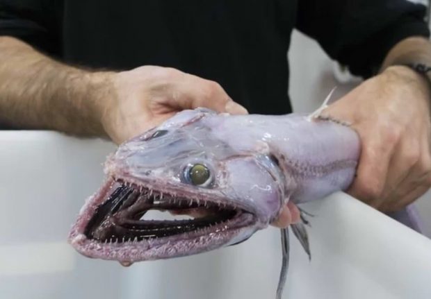 عجیب‌ترین موجودات دریایی در سال 2017,اخبار جالب,خبرهای جالب,خواندنی ها و دیدنی ها