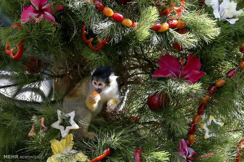 تصاویر هدیه کریسمس به حیوانات,عکسهای جشن کریسمس در باغ وحش,عکس های هدایای کریسمس به حیوانات