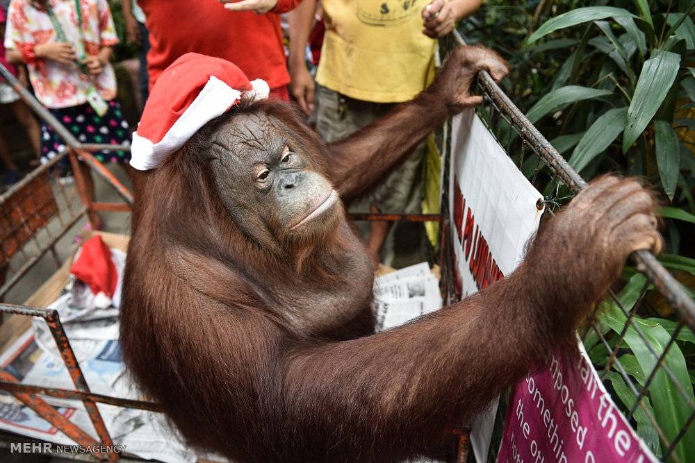 تصاویر هدیه کریسمس به حیوانات,عکسهای جشن کریسمس در باغ وحش,عکس های هدایای کریسمس به حیوانات