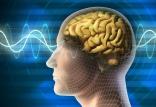 مغز,اخبار پزشکی,خبرهای پزشکی,تازه های پزشکی