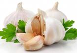 سیر,اخبار پزشکی,خبرهای پزشکی,مشاوره پزشکی