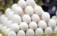 تخم مرغ,اخبار اقتصادی,خبرهای اقتصادی,کشت و دام و صنعت