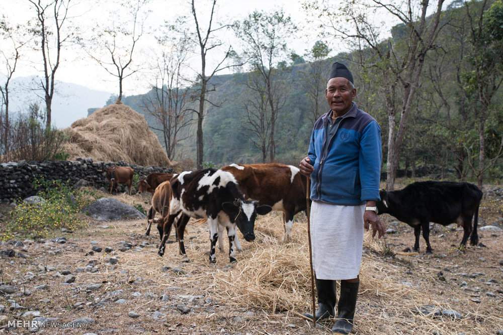 تصاویر کرکس ها در نپال,تصاویر تغذیه کرکس ها از لاشه حیوانات ,عکس کرکس ها,