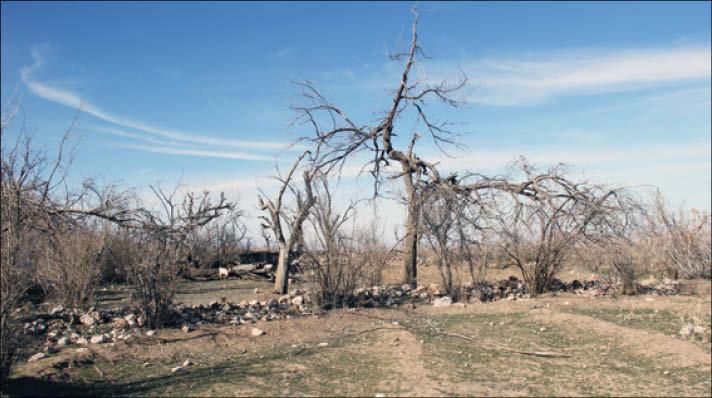 خشکسالی خراسان جنوبی,اخبار اجتماعی,خبرهای اجتماعی,محیط زیست