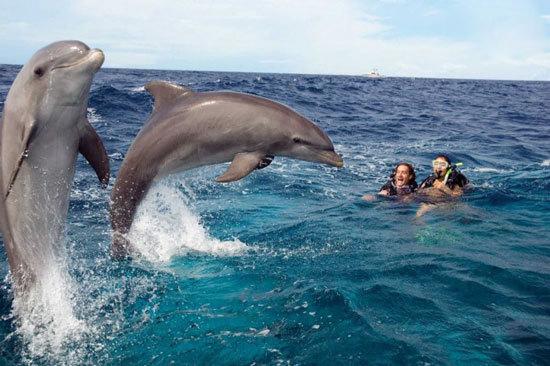 دلفین,اخبار جالب,خبرهای جالب,خواندنی ها و دیدنی ها