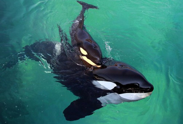 نهنگ قاتل,اخبار علمی,خبرهای علمی,طبیعت و محیط زیست