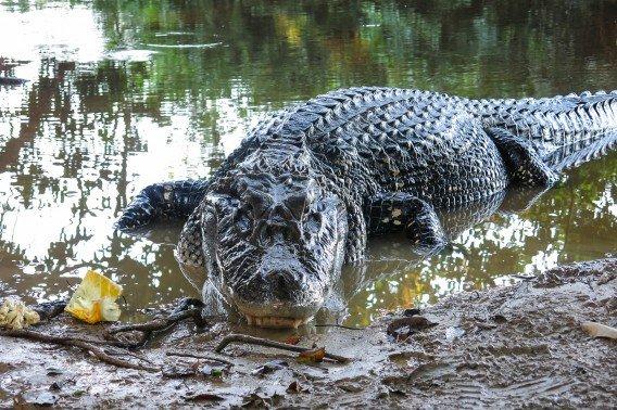 مهم‌ترین حیوانات حوضه رودخانه آمازون,اخبار جالب,خبرهای جالب,خواندنی ها و دیدنی ها