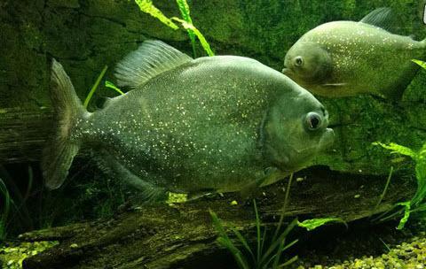 مهم‌ترین حیوانات حوضه رودخانه آمازون,اخبار جالب,خبرهای جالب,خواندنی ها و دیدنی ها