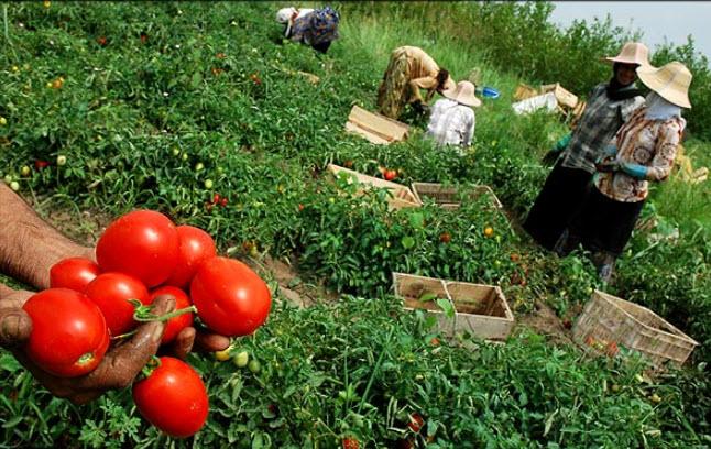 کشاورزی,اخبار اقتصادی,خبرهای اقتصادی,کشت و دام و صنعت