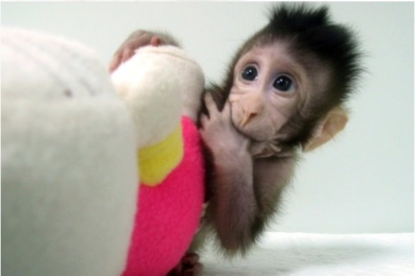 میمون شبیه سازی شده,اخبار علمی,خبرهای علمی,اختراعات و پژوهش