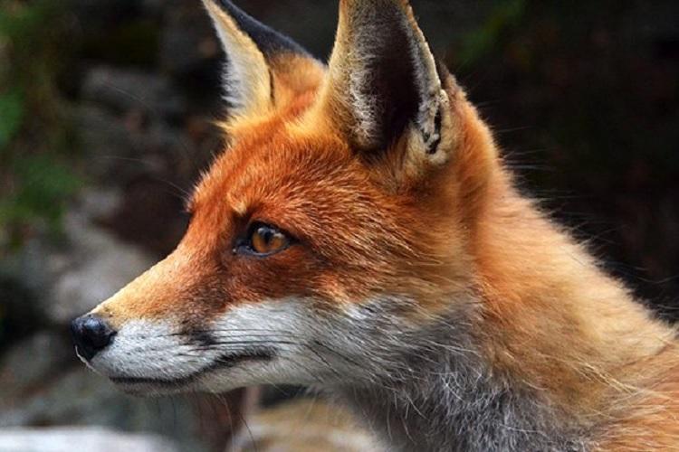 روباه و سگ,اخبار علمی,خبرهای علمی,طبیعت و محیط زیست