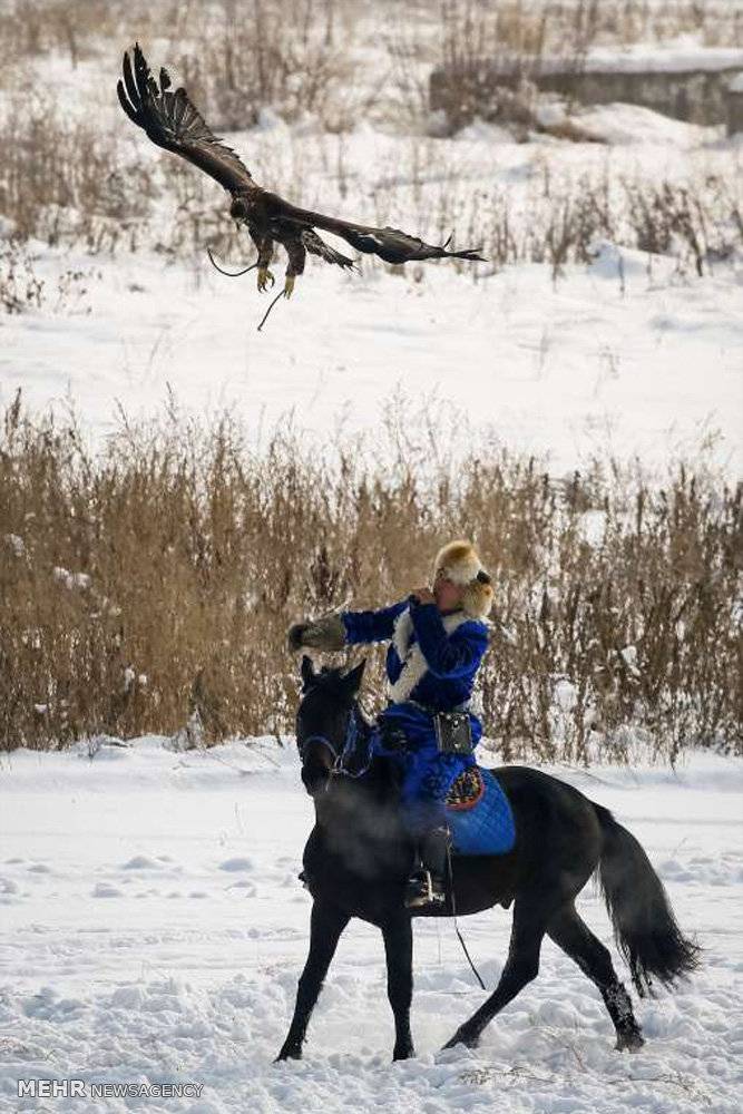 تصاویر مسابقات سالانه شکار با عقاب طلایی, تصاویر شکار با عقاب طلایی در آلماتی, عکسهای مسابقه ی شکار با عقاب طلایی در قزاقستان,