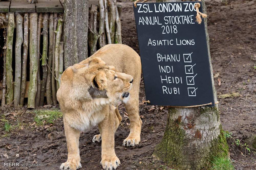 تصاویرسرشماری باغ وحش لندن,عکس های سرشماری سالانه حیوانات باغ وحش,تصاویر حیوانات ساکن باغ وحش لندن