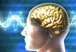 مغز,اخبار پزشکی,خبرهای پزشکی,تازه های پزشکی