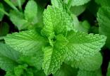 نعناع,اخبار پزشکی,خبرهای پزشکی,تازه های پزشکی