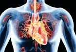 قلب,اخبار پزشکی,خبرهای پزشکی,مشاوره پزشکی