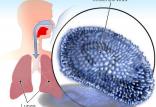 ویروس مرگبار آنفلوآنزا,اخبار پزشکی,خبرهای پزشکی,بهداشت