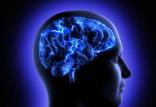 مغز انسان,اخبار پزشکی,خبرهای پزشکی,تازه های پزشکی