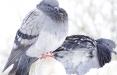 کبوتران,اخبار علمی,خبرهای علمی,طبیعت و محیط زیست