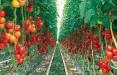 گوجه فرنگی تراریخته,اخبار علمی,خبرهای علمی,طبیعت و محیط زیست