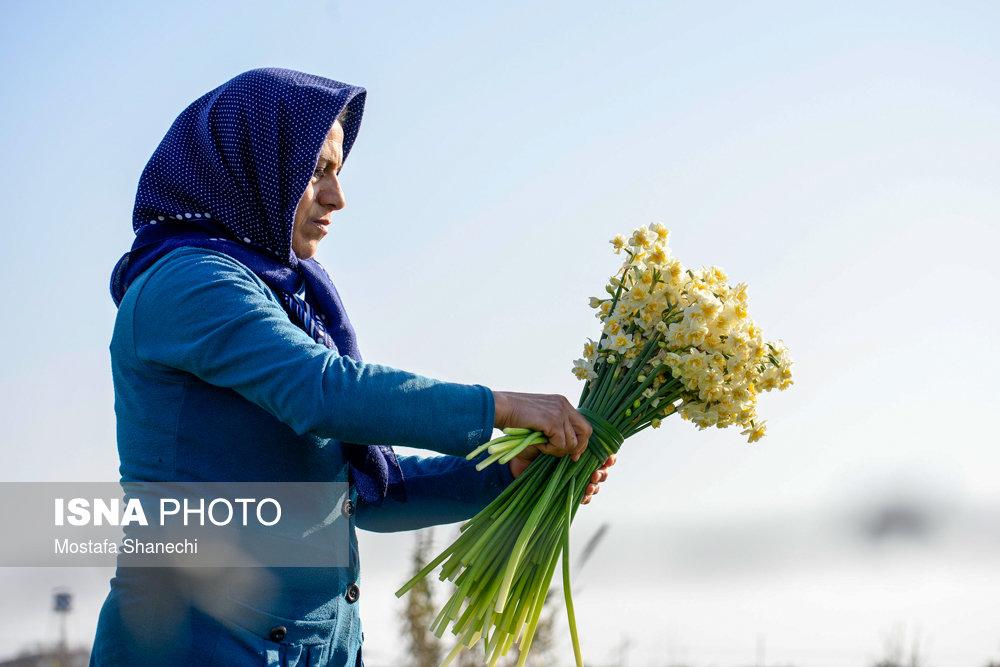 تصاویر برداشت گل نرگس درشهر جویبار,عکس های تولیدکنندگان گل نرگس در مازندران,تصاویربرداشت گل نرگس