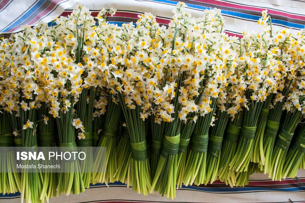 تصاویر برداشت گل نرگس درشهر جویبار,عکس های تولیدکنندگان گل نرگس در مازندران,تصاویربرداشت گل نرگس