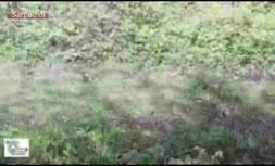 ویدئو دوربين نصب‌شده در حاشيه روستايى در مازنداران