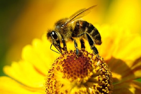 زنبور عسل ایرانی,اخبار علمی,خبرهای علمی,طبیعت و محیط زیست